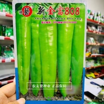 豫艺新金富808黄皮椒种子早熟大果黄亮如玉大果耐寒