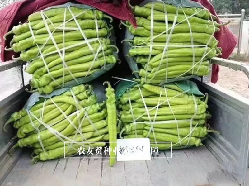 豫艺新金富808黄皮椒种子早熟大果黄亮如玉大果耐寒