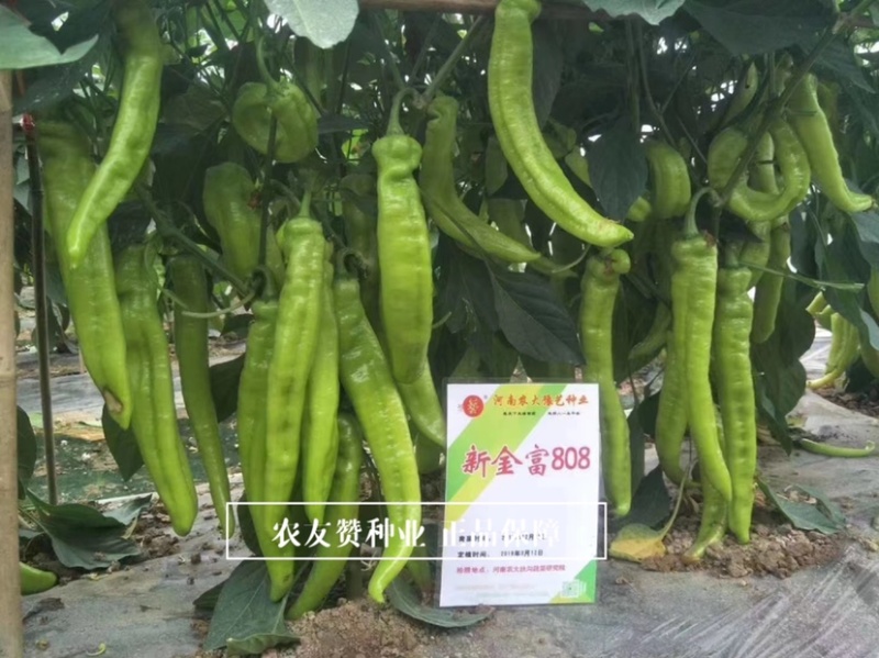 豫艺新金富808黄皮椒种子早熟大果黄亮如玉大果耐寒