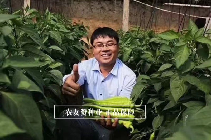 豫艺新金富808黄皮椒种子早熟大果黄亮如玉大果耐寒