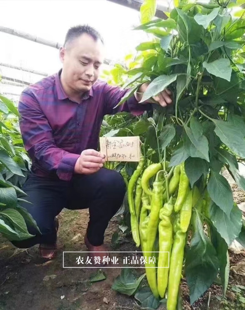 豫艺新金富808黄皮椒种子早熟大果黄亮如玉大果耐寒
