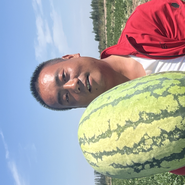 新疆昌吉，金城五号，安农系列产品，产地直供！
