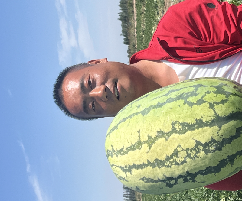 新疆昌吉，金城五号，安农系列产品，产地直供！