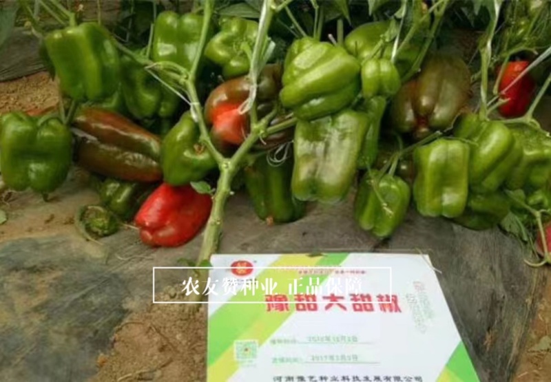 豫艺大甜椒种子早熟近方形耐低温果肉厚，果色亮绿高产