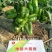 豫艺大甜椒种子早熟近方形耐低温果肉厚，果色亮绿高产