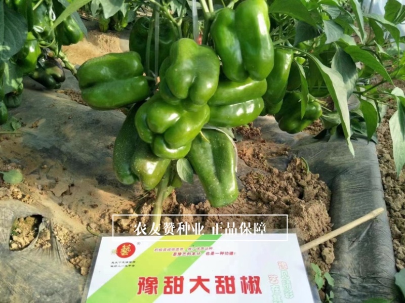 豫艺大甜椒种子早熟近方形耐低温果肉厚，果色亮绿高产