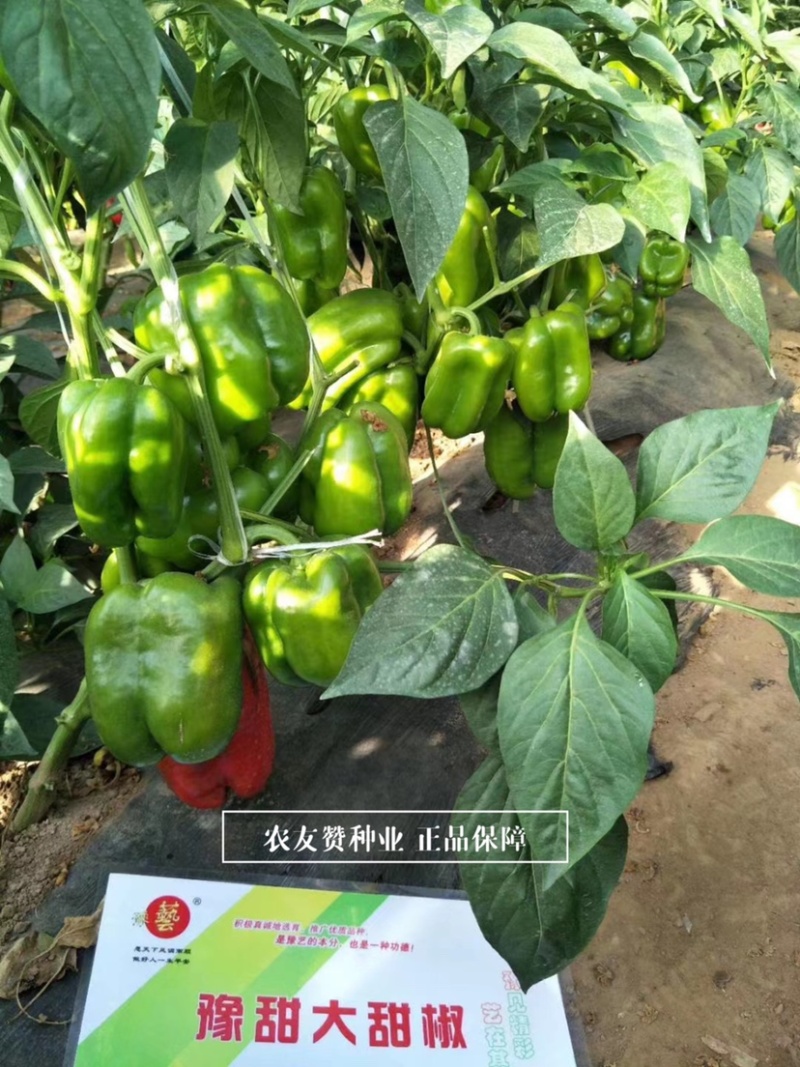 豫艺大甜椒种子早熟近方形耐低温果肉厚，果色亮绿高产