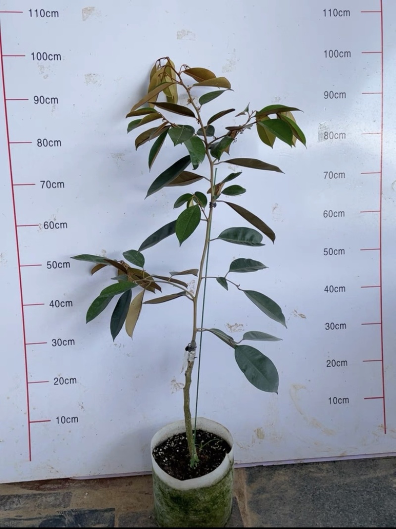 粗杆多枝的紫皮牛奶果一颗