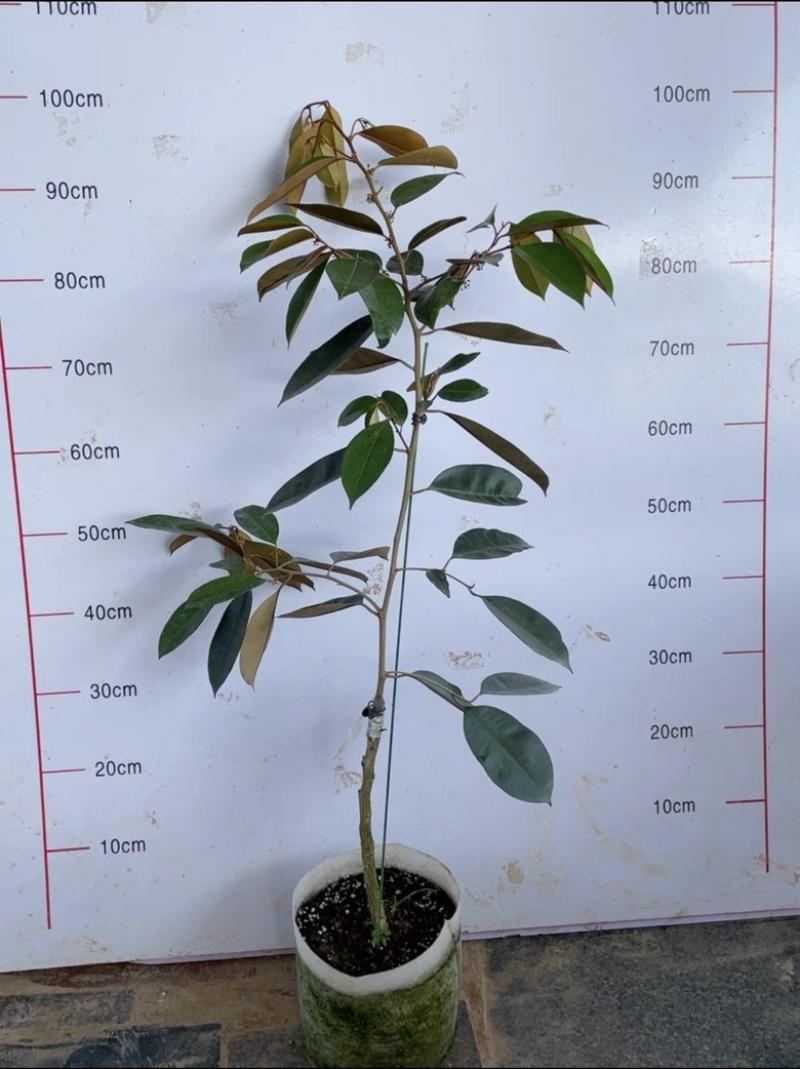 粗杆多枝的紫皮牛奶果一颗
