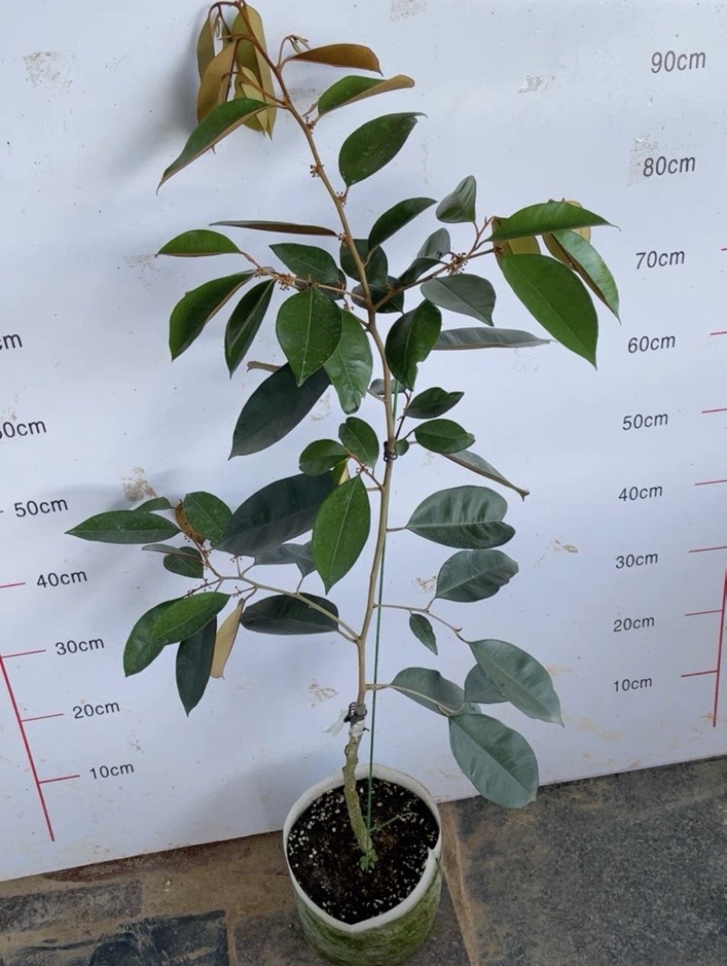 粗杆多枝的紫皮牛奶果一颗