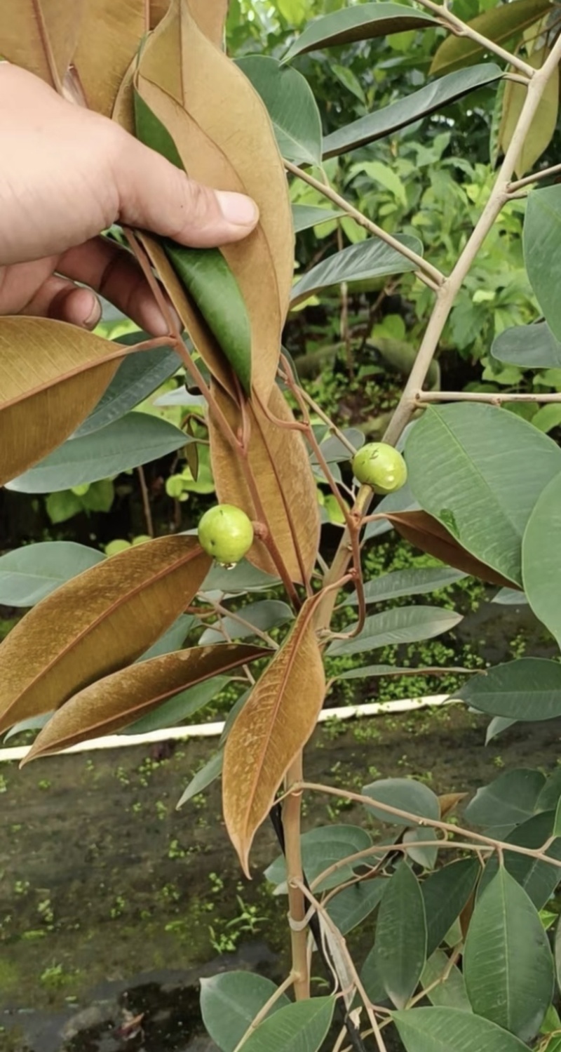 粗杆多枝的紫皮牛奶果一颗