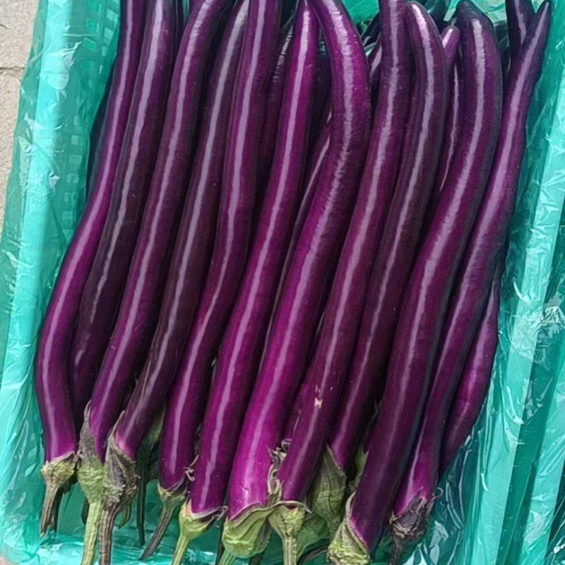精品红线茄大量有货，质量太好，有需要收购的老板可以下单