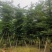 大量出售各规格的全冠榄仁树有须联系我价格优惠
