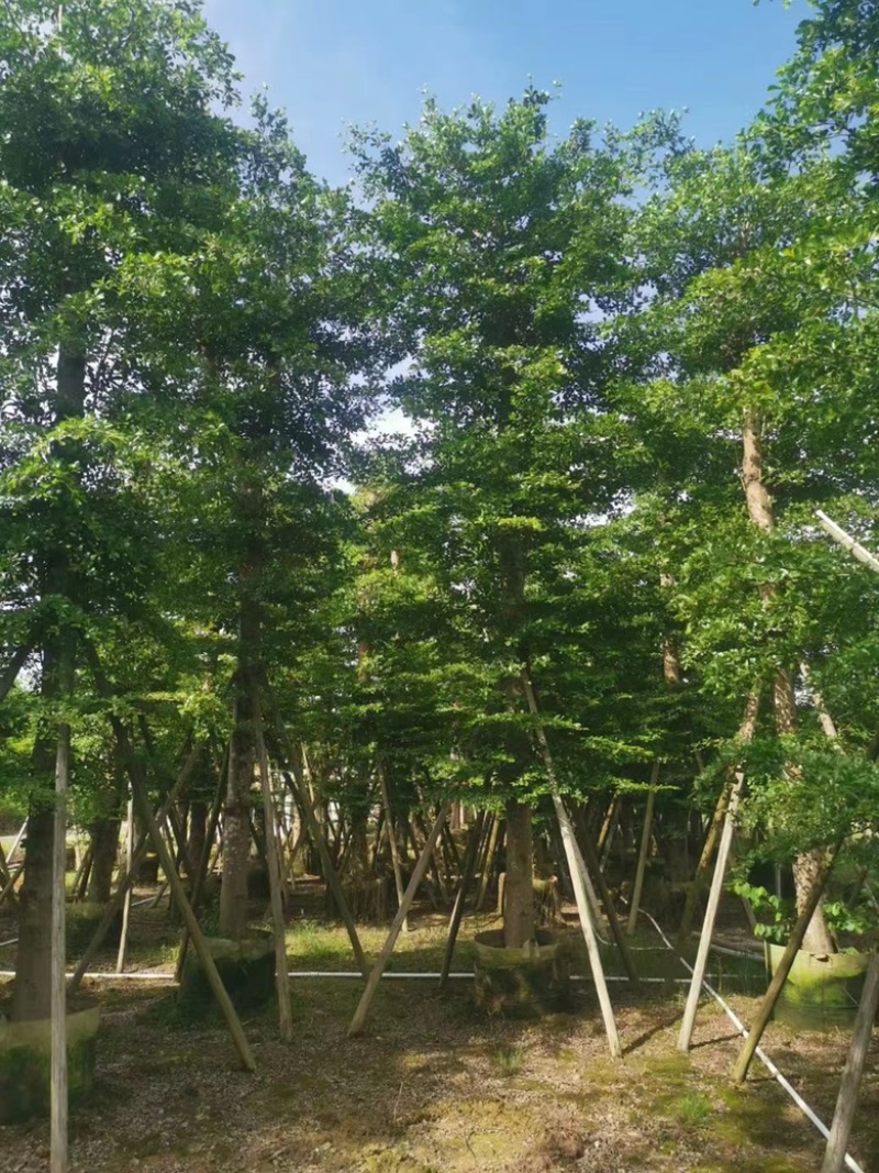 大量出售各规格的全冠榄仁树有须联系我价格优惠