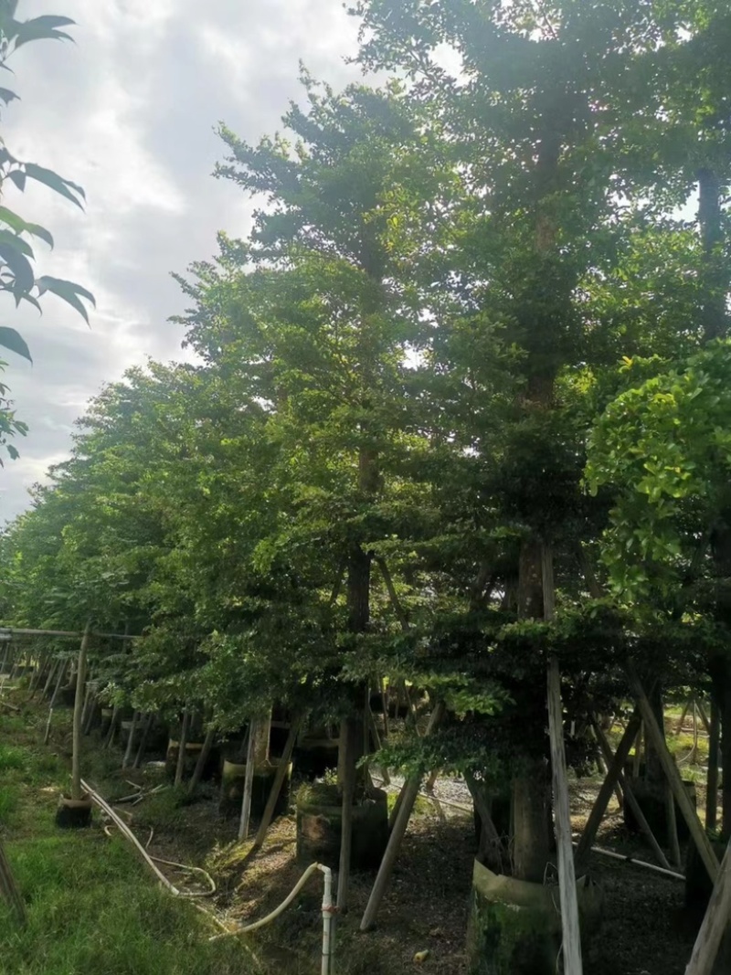 大量出售各规格的全冠榄仁树有须联系我价格优惠