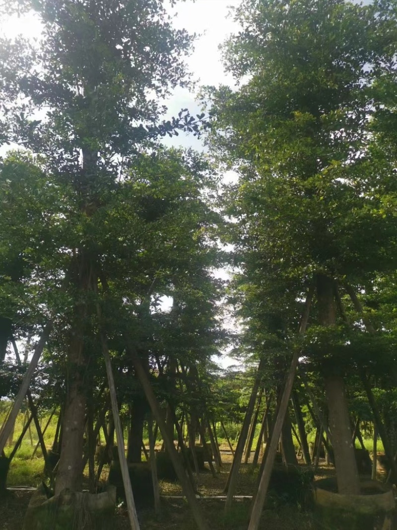 大量出售各规格的全冠榄仁树有须联系我价格优惠