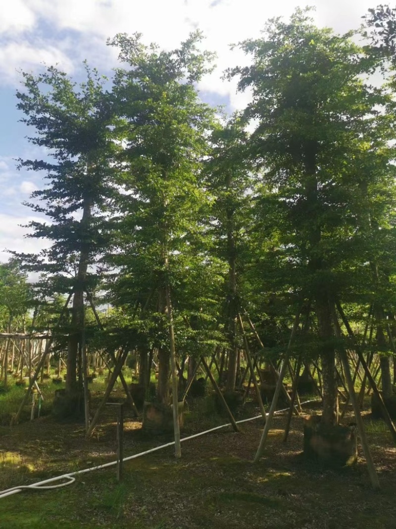 大量出售各规格的全冠榄仁树有须联系我价格优惠