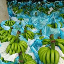 云南山地香蕉开始大量上市了，货源充足，有需要的我