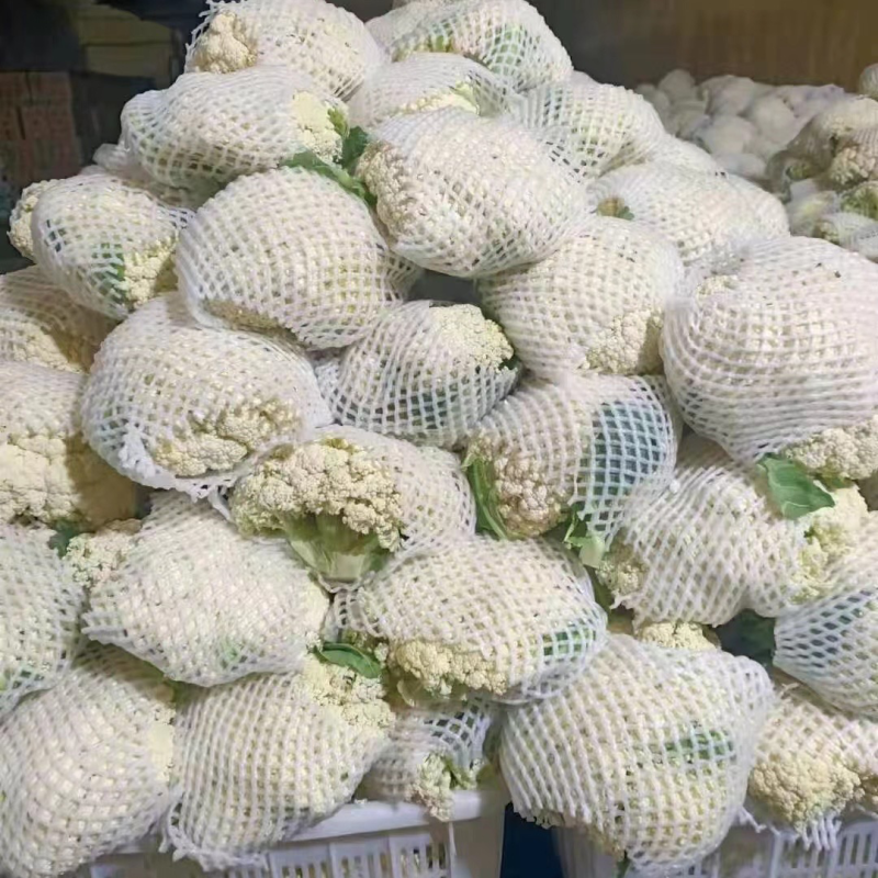 【精品】甘肃散花，大量上市白面青梗欢迎选购
