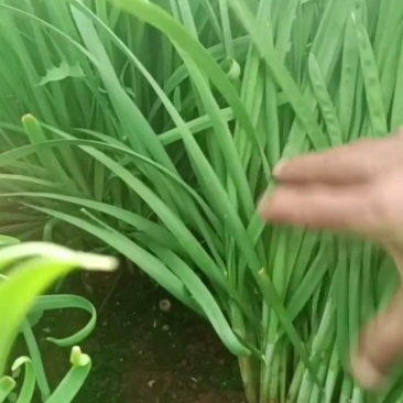 韭菜