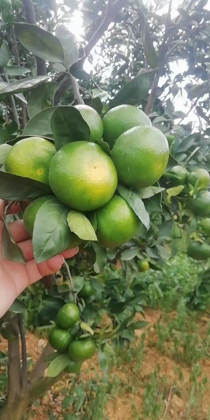 蜜橘云南橘子