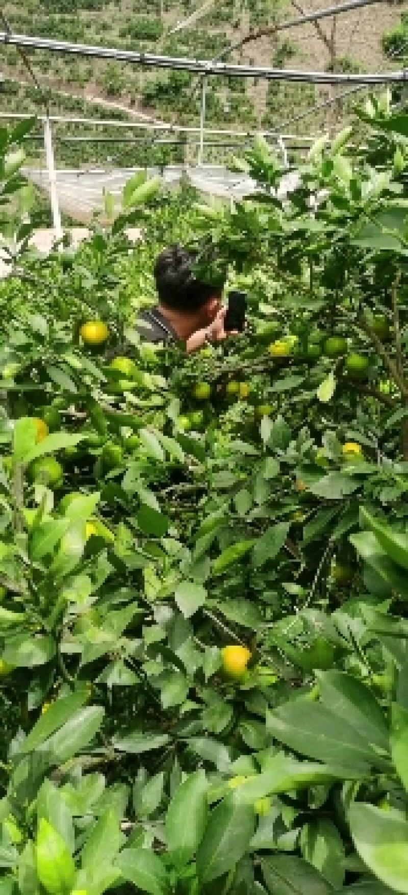 蜜橘云南橘子
