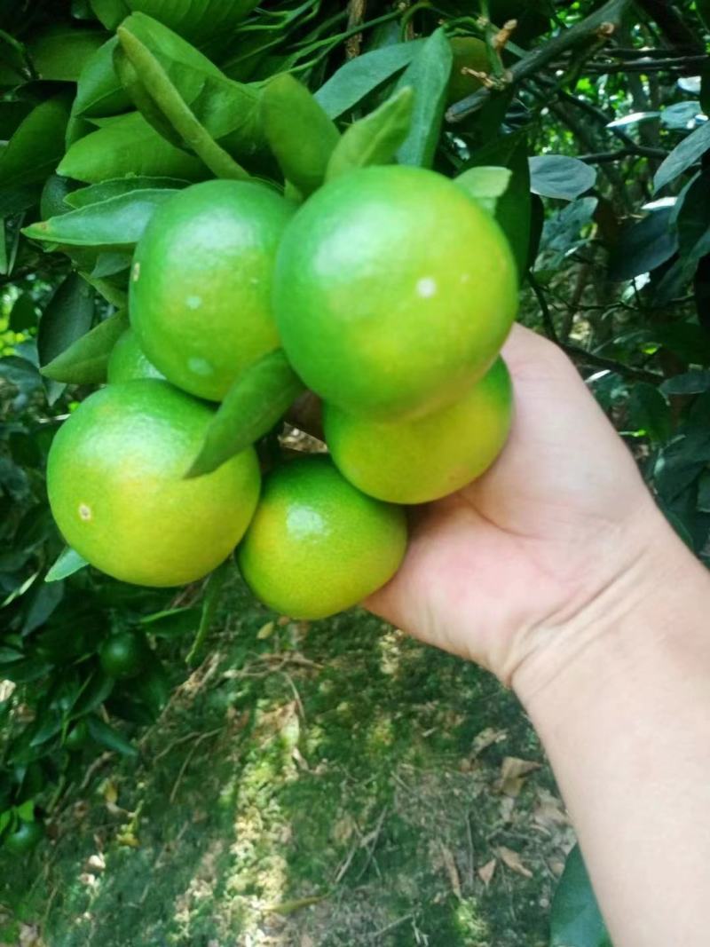 蜜橘云南橘子