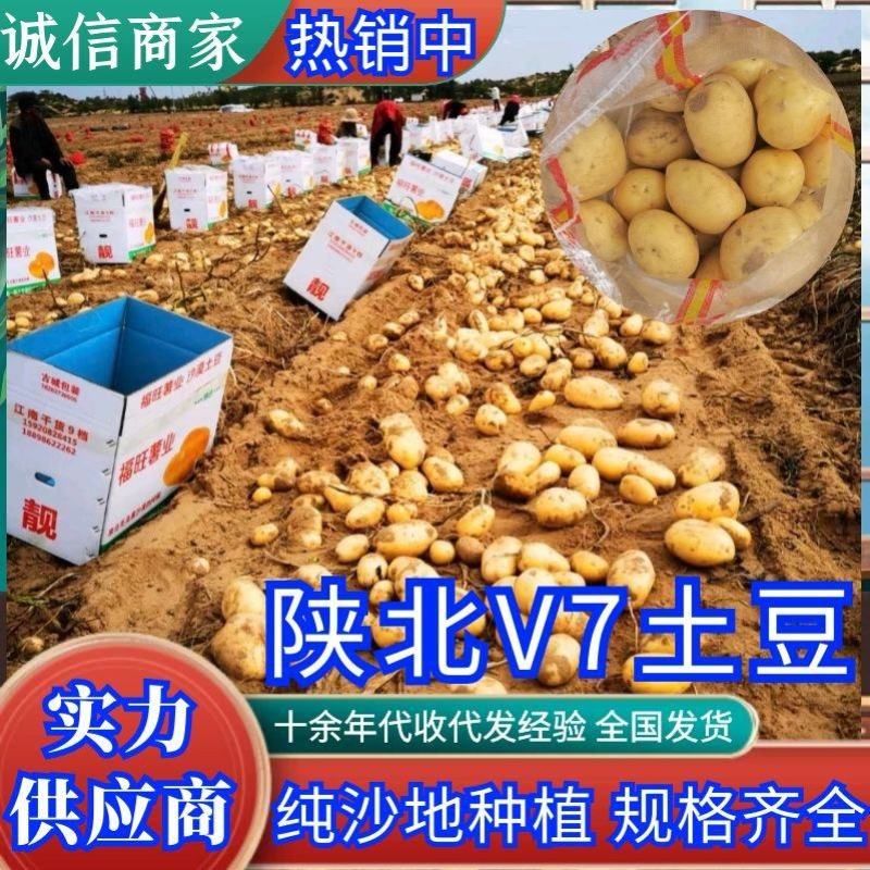 代收代存精品V7土豆沃土希森等规格齐全陕北新土豆