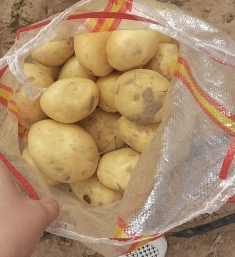 代收代存精品V7土豆沃土希森等规格齐全陕北新土豆