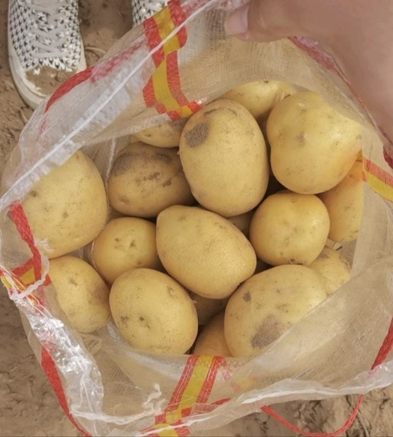 代收代存精品V7土豆沃土希森等规格齐全陕北新土豆