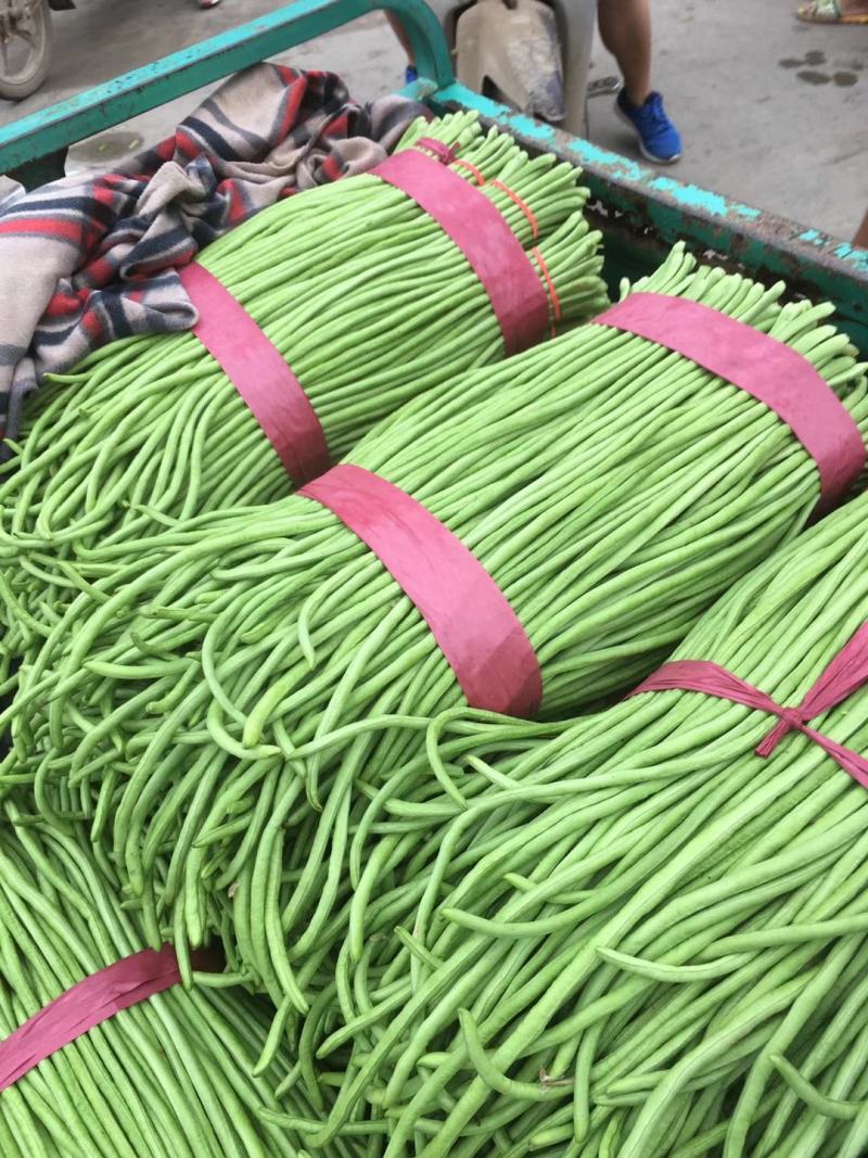 精品长豆角，货量充足，备有大型冷库，可供应大型市场