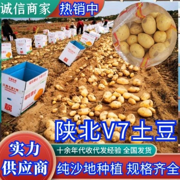 《推荐》V7土豆陕西纯沙地土豆新土豆代收代存