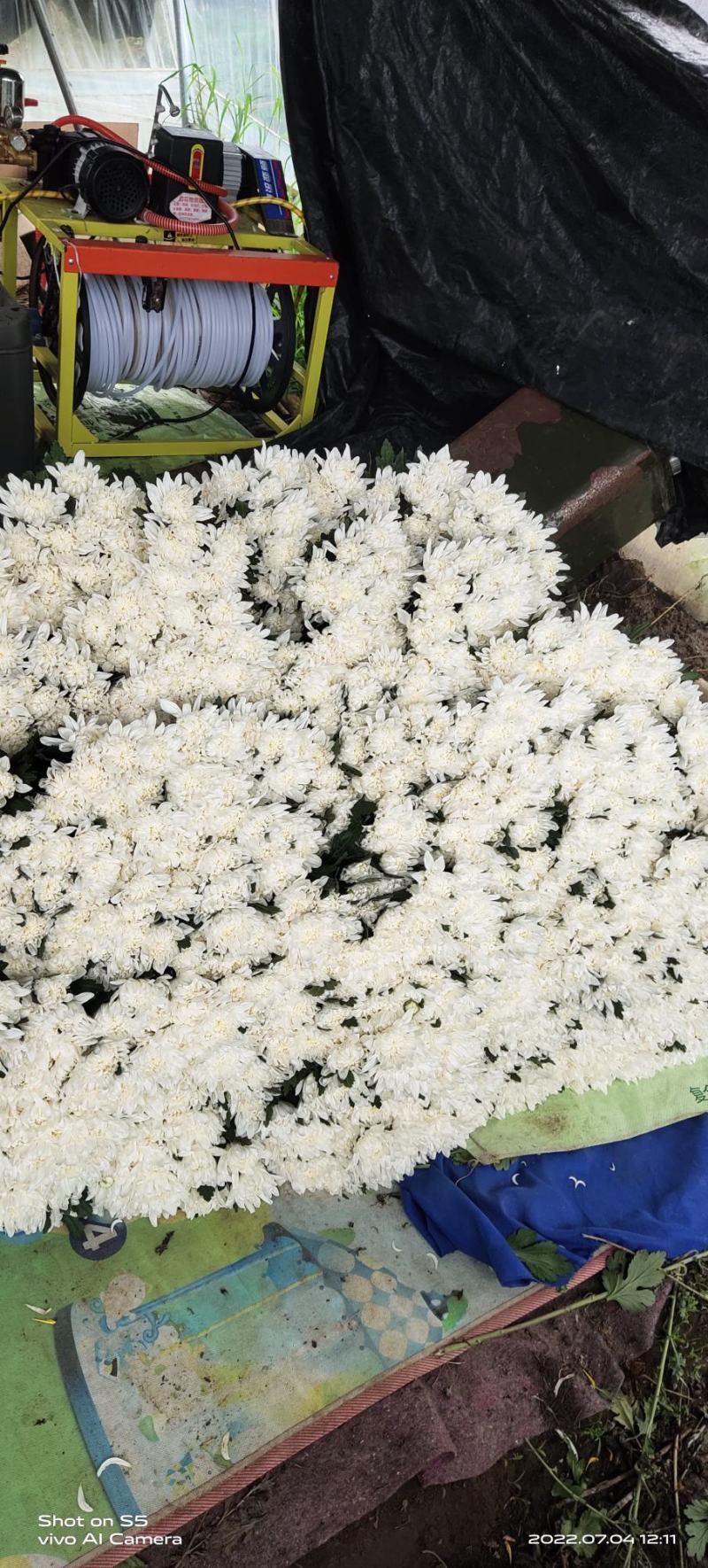 菊花鲜切花