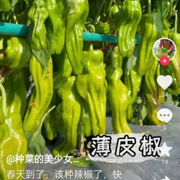 螺丝椒菜椒线椒