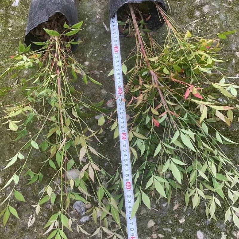 南天竹价格低，成都南天竹基地，南天竹自家苗圃