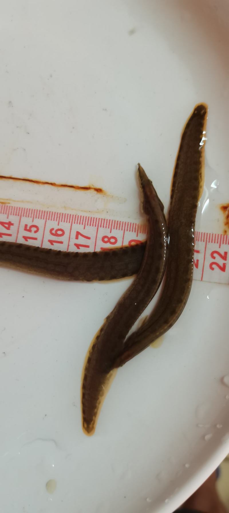 刺鳅鱼苗.刀鳅苗，纳锥苗，中华刺鳅苗，技术孵化，技术指导