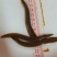 刺鳅鱼苗.刀鳅苗，纳锥苗，中华刺鳅苗，技术孵化，技术指导
