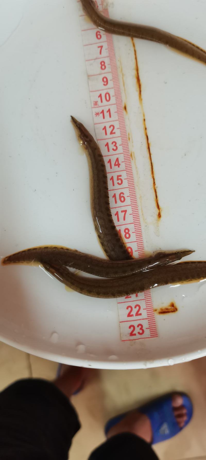 刺鳅鱼苗.刀鳅苗，纳锥苗，中华刺鳅苗，技术孵化，技术指导