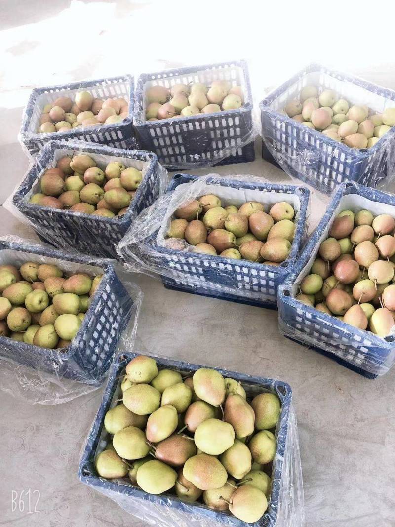 山西省运城市盐湖区龙居镇美玉村一抹红晕果库红香酥梨