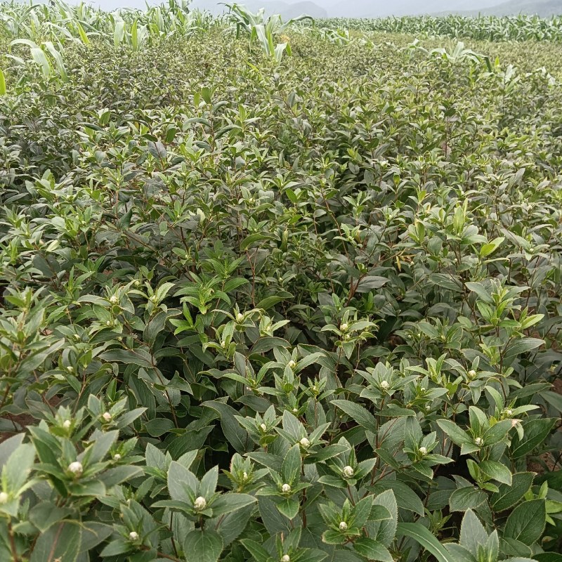条形朱砂点苍术栽子，岫岩县苍术精品。
