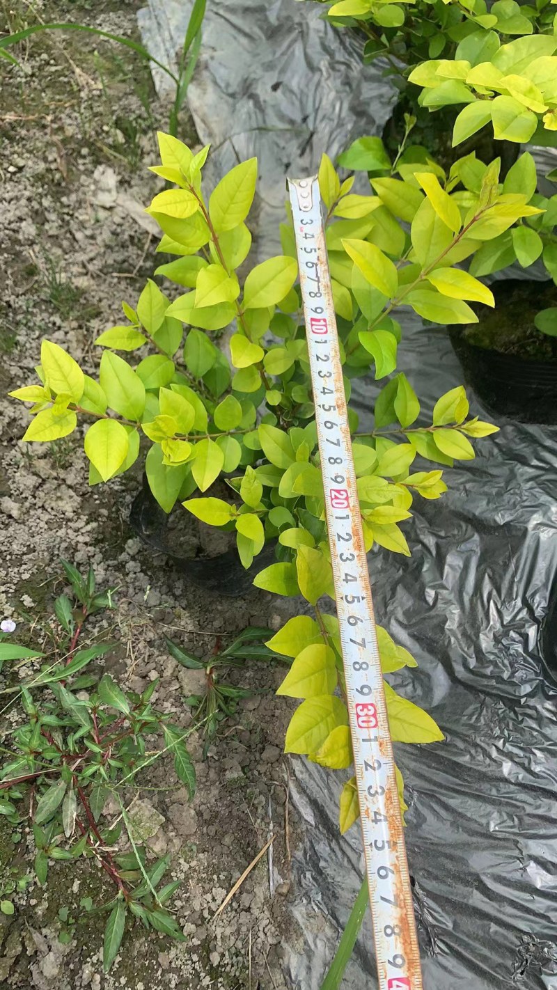 成都金叶女贞基地，金叶女贞价格低，郫县农户金叶女贞自家货