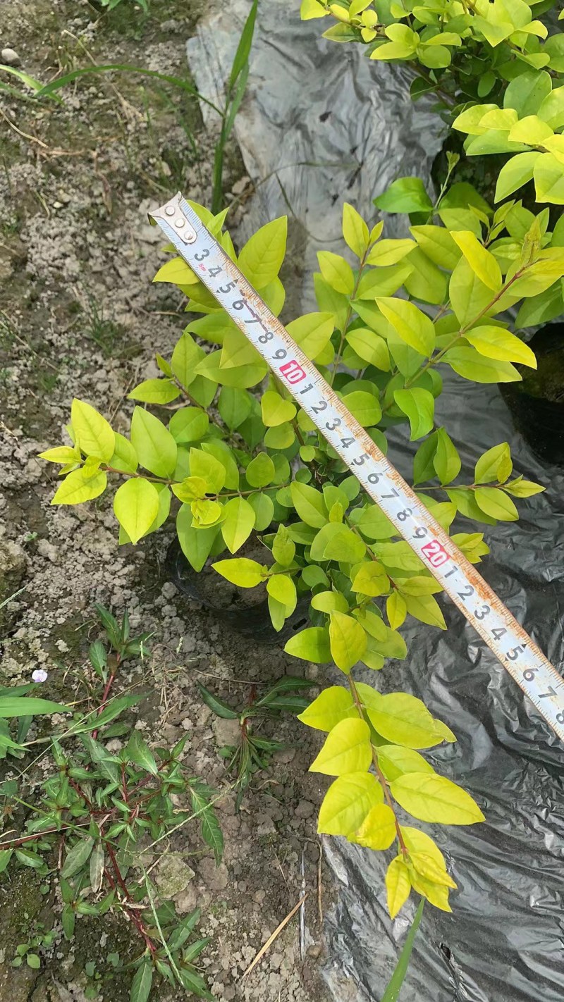 成都金叶女贞基地，金叶女贞价格低，郫县农户金叶女贞自家货
