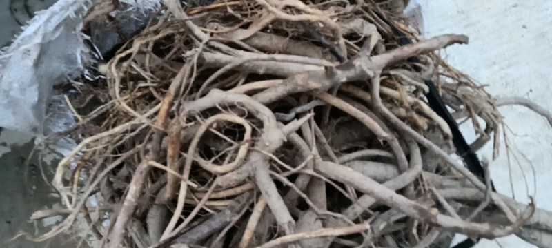五指毛桃