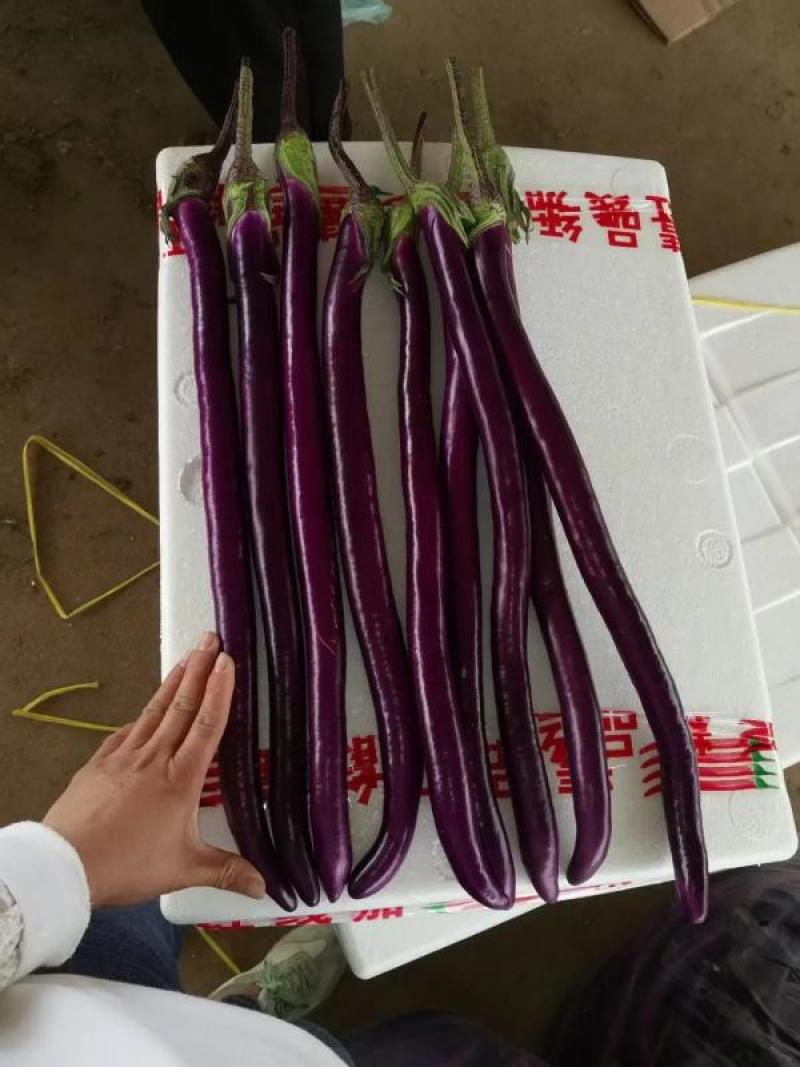 红线茄子大量上市了，价格美丽，一手货源，整车发货，品质保