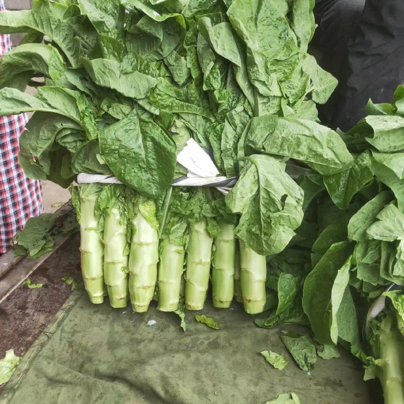 三青皮莴笋山东新鲜莴笋大量上市一手货源品质保证欢迎来电