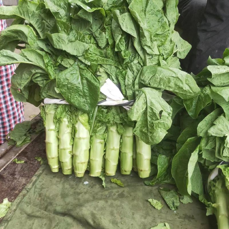 三青皮莴笋山东新鲜莴笋大量上市一手货源品质保证欢迎来电