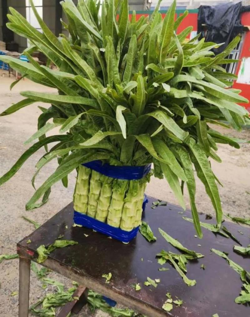 三青皮莴笋山东新鲜莴笋大量上市一手货源品质保证欢迎来电