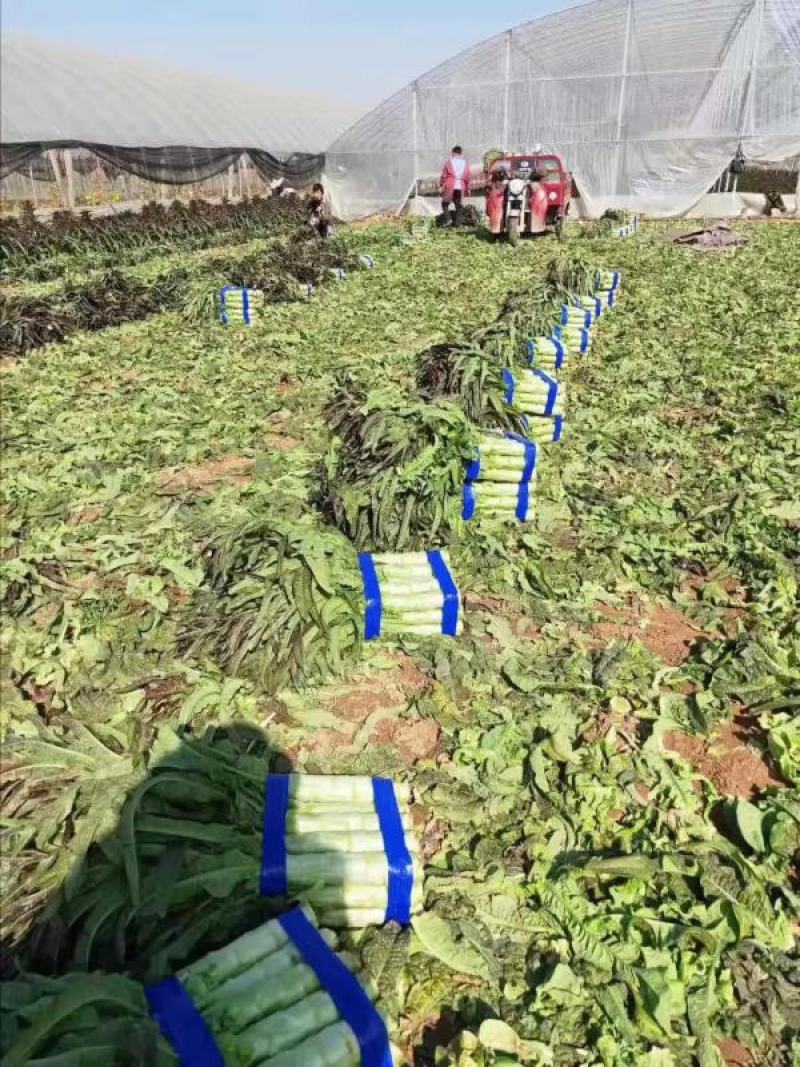 三青皮莴笋山东新鲜莴笋大量上市一手货源品质保证欢迎来电