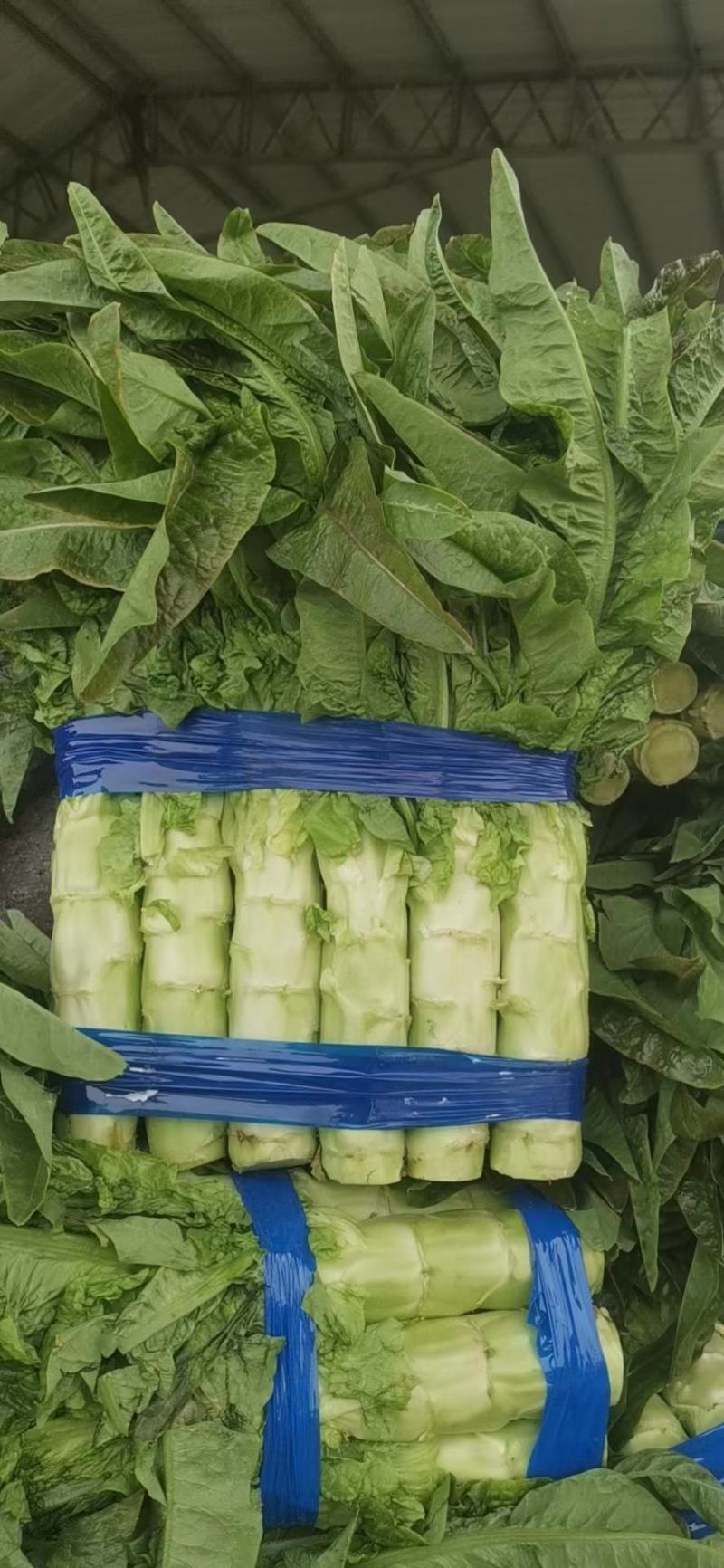 三青皮莴笋山东新鲜莴笋大量上市一手货源品质保证欢迎来电