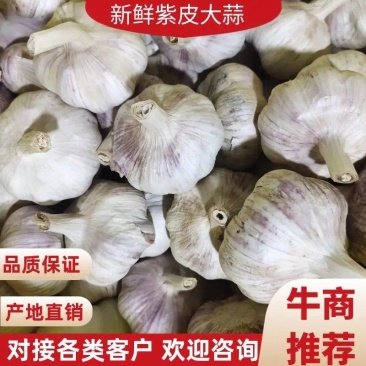 紫皮蒜大蒜鲜蒜，大蒜产地货源，量大！诚信经营